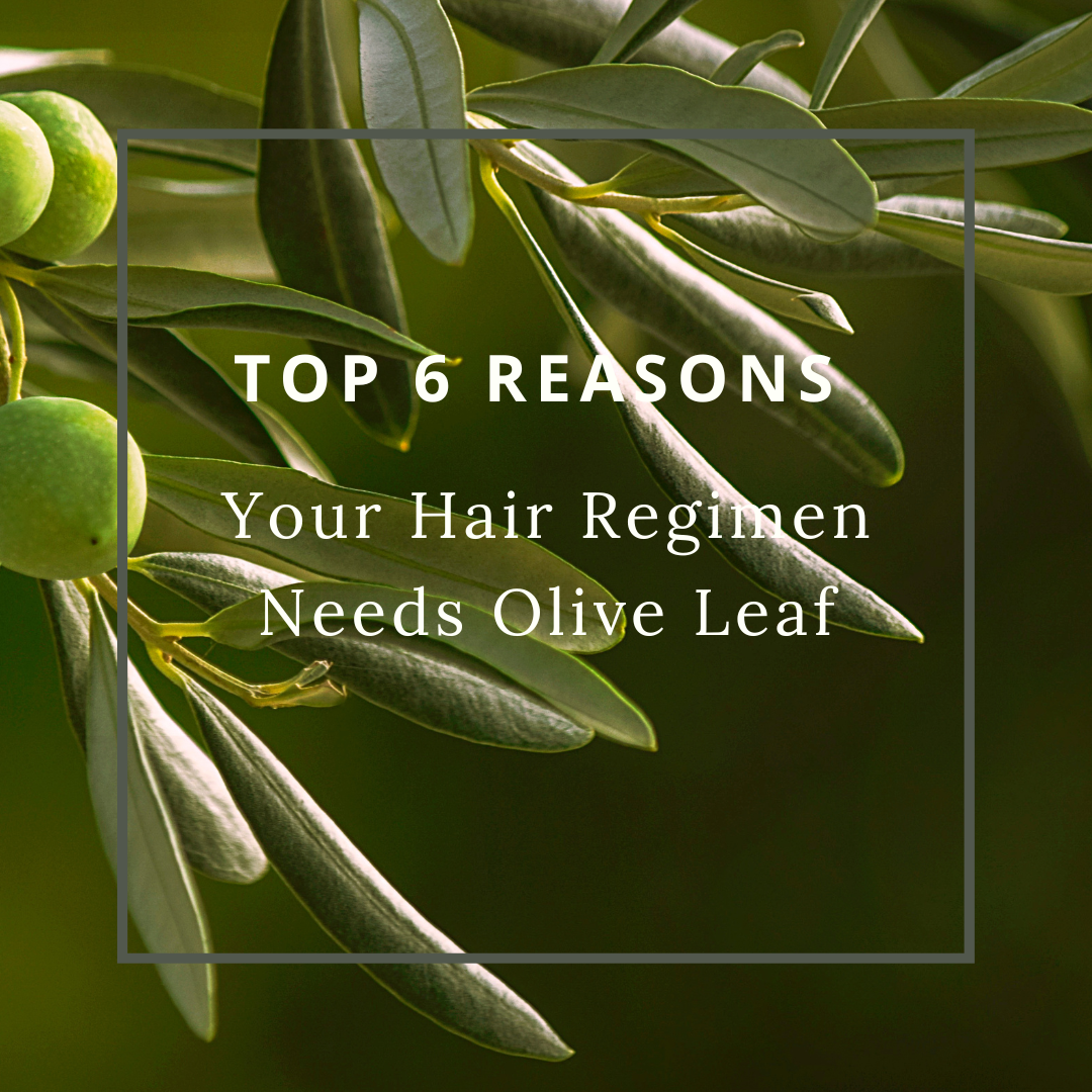 Top 6 Reasons Your Hair Regimen Needs Olive Leaf
